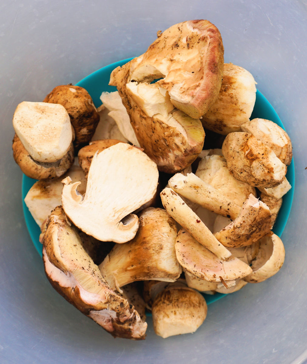 Fresh Porcini Salad Recipe Cuisine Fiend